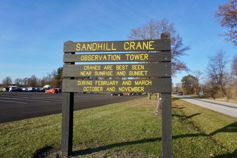 Sandhill Cranes
