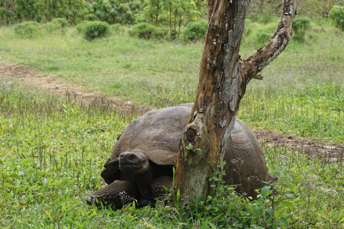 turtle