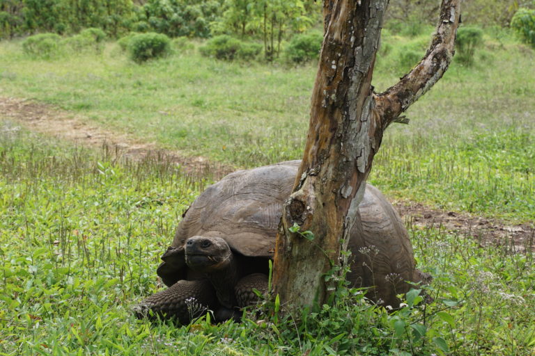 turtle