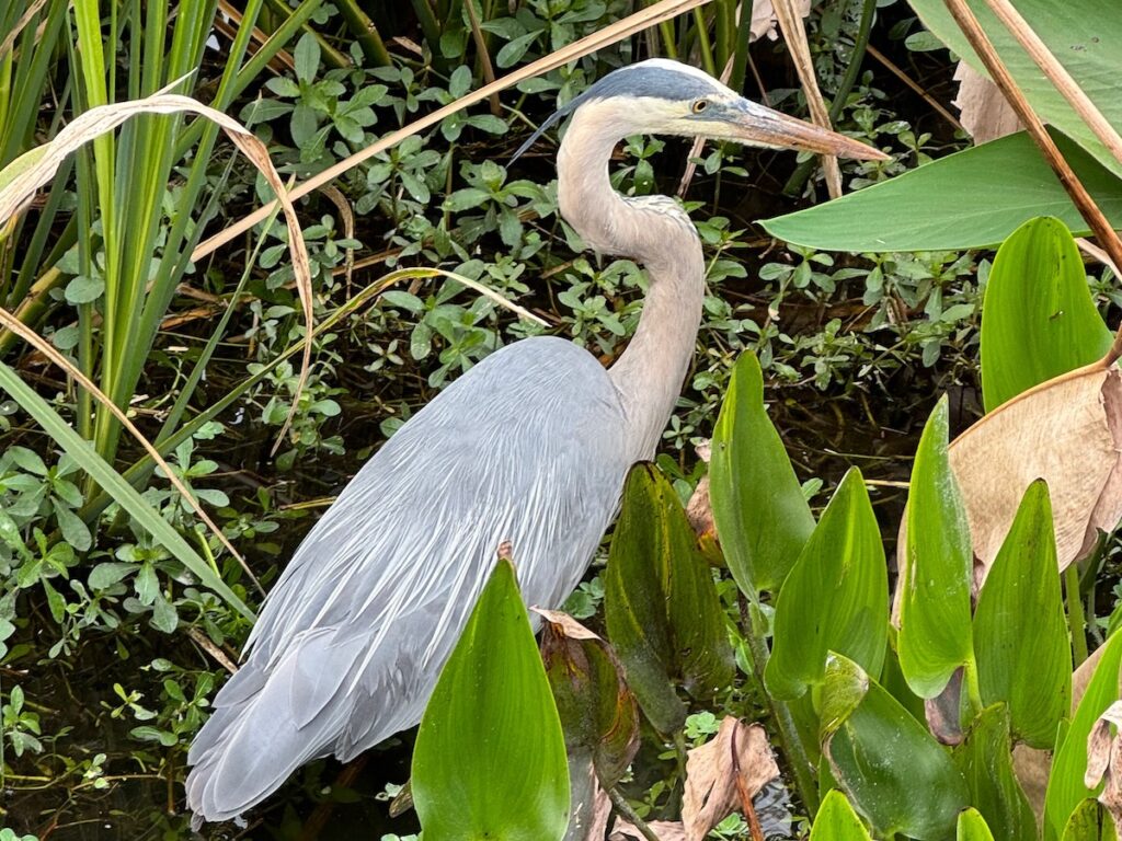 A lot of birds
