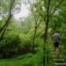 Go Ape Chicago