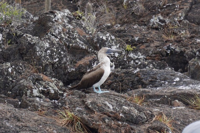 One Week in the Galapagos Without Breaking the Bank