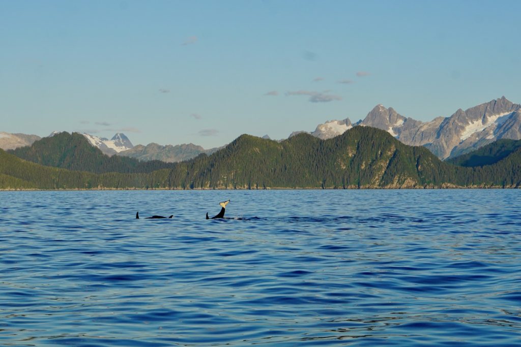 Orcas
