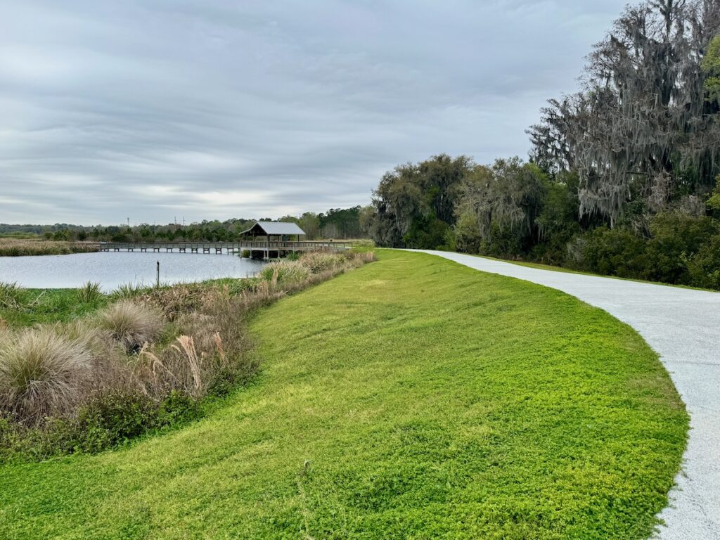 Birds and alligators